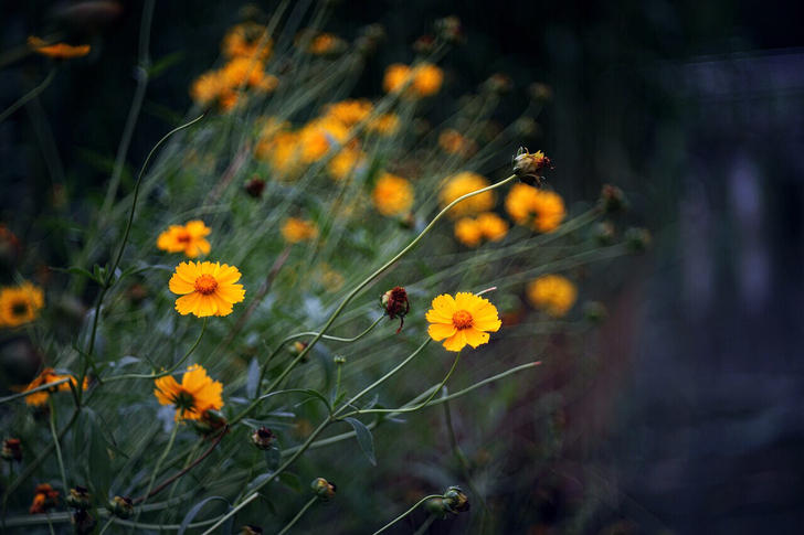 种镜改口 各类旁轴傻瓜相机