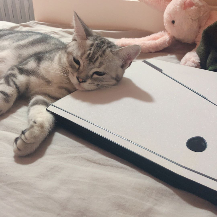 品牌型号 外星人Alienware 15 ...