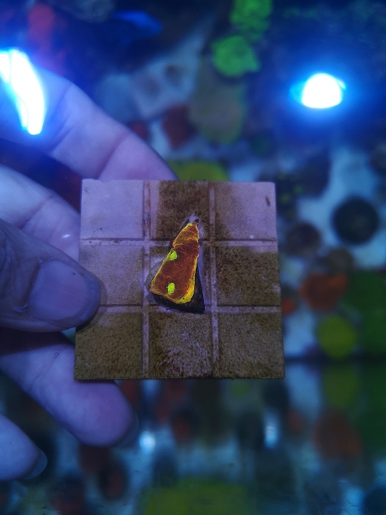 调色盘珊瑚48小时包损不包邮，购1百元以上...