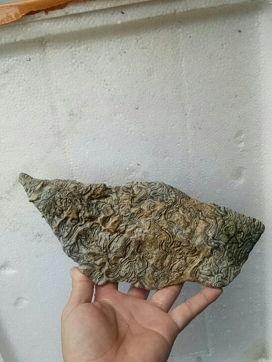 天然奇石龙纹石原石摆件，精美纹理，独特尊贵...