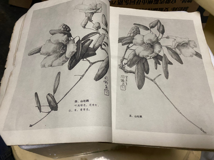 工具书，1978年出版的素描花卉，封面如图...
