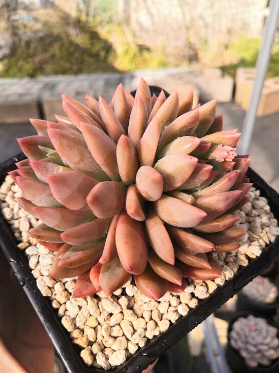 【一物一拍】冰心公主  多肉植物