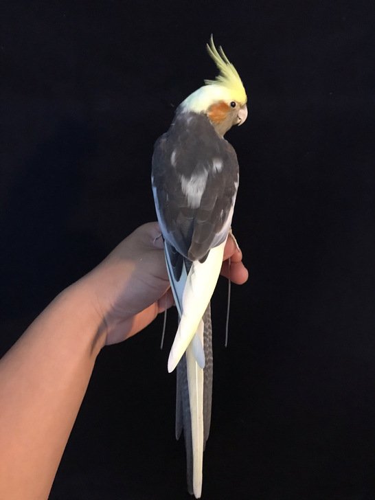 手办,特色玄凤鹦鹉标本,就一只,第一次遇到...