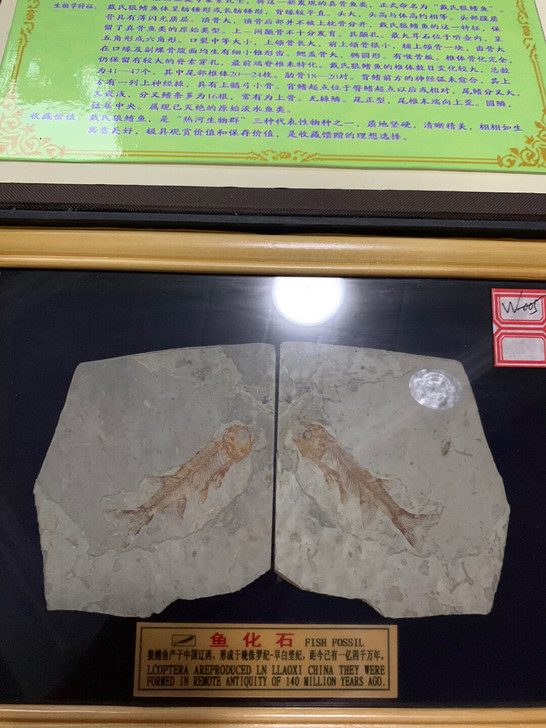 辽西狼鳍鱼化石，精品对开，相框装裱，非诚勿扰