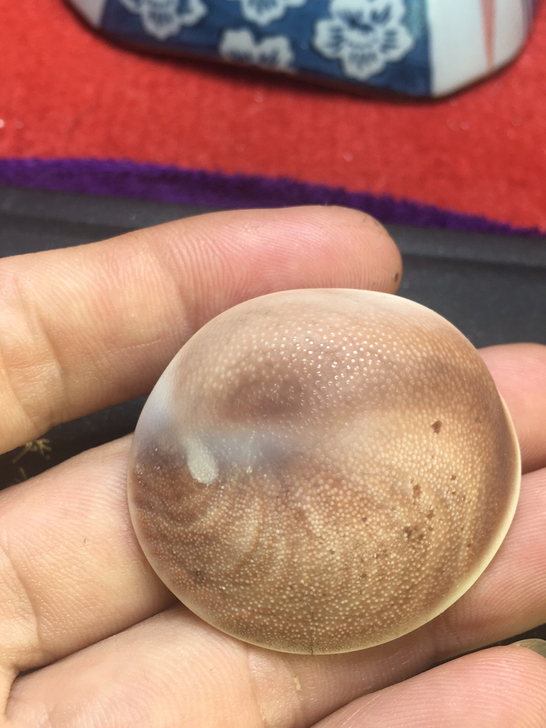 贝壳化石。尺寸4.2*1.3