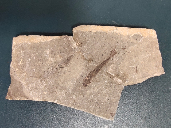 鲟鱼和昆虫同板化石，小鱼保存了皮肤，旁边还...