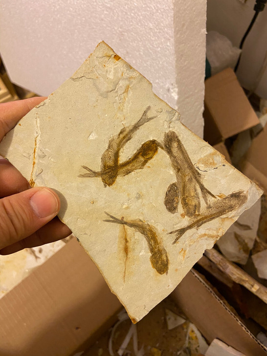 古生物化石 鱼化石群鱼图 狼鳍鱼化石