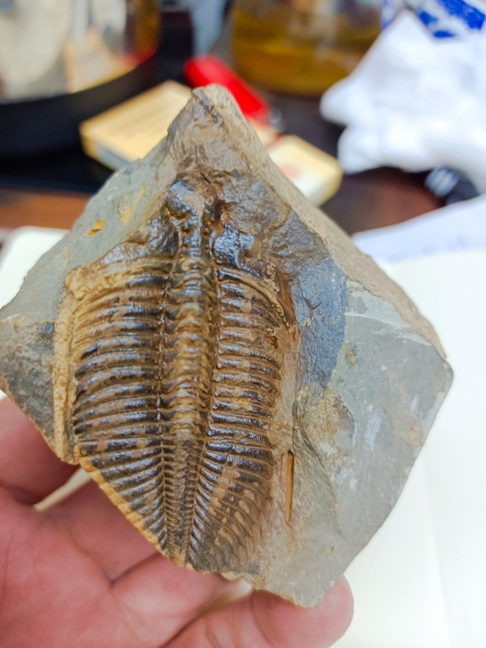 三叶虫化石燕子石蝙蝠石奇石摆件