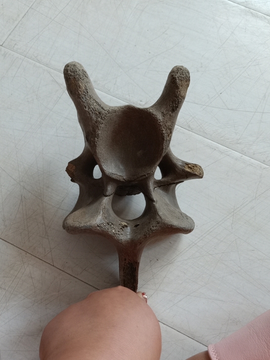 冰河时代，骨生物化石，笑脸