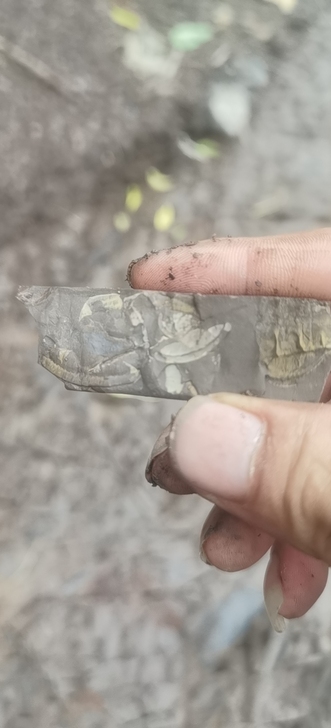 远古页岩水母化石，要的速度，价格便宜