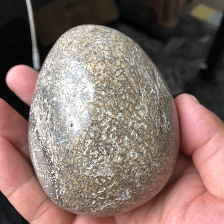 #粉丝福利#马达加斯加孔龙骨骼化石打磨把玩件