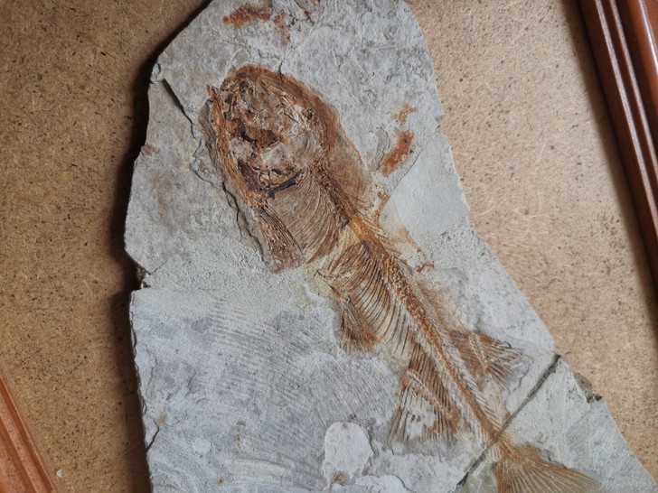 鱼类化石化石纪念品古生物化石