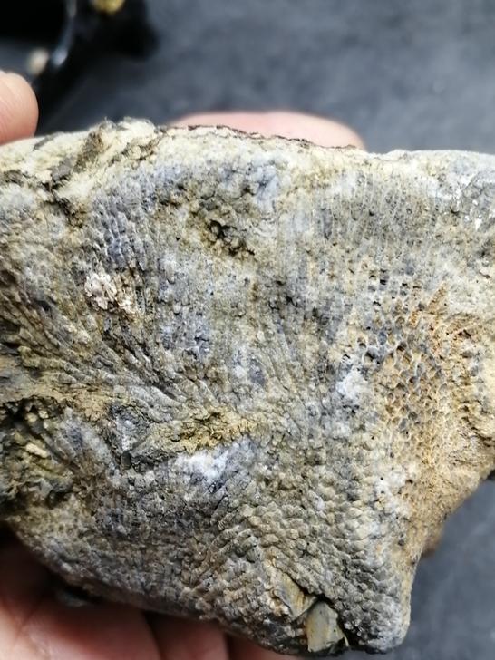 奇石～（点状化石）自己捡的，远古生物化石，...