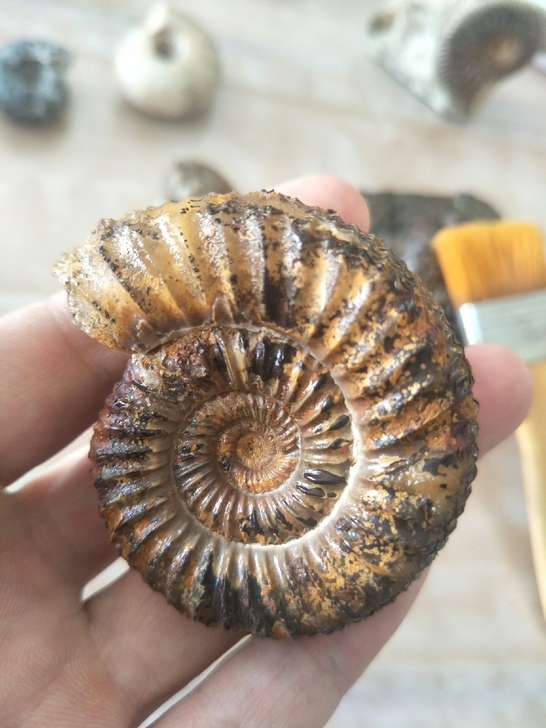 菊石/化石