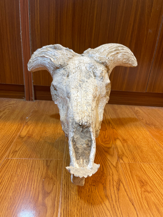 甘肃地区 古生物化石 羊头 完整 品相一流