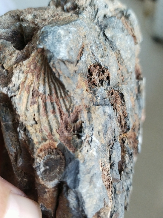 奇石～(化石）~自己山上捡的，可以做个标本...