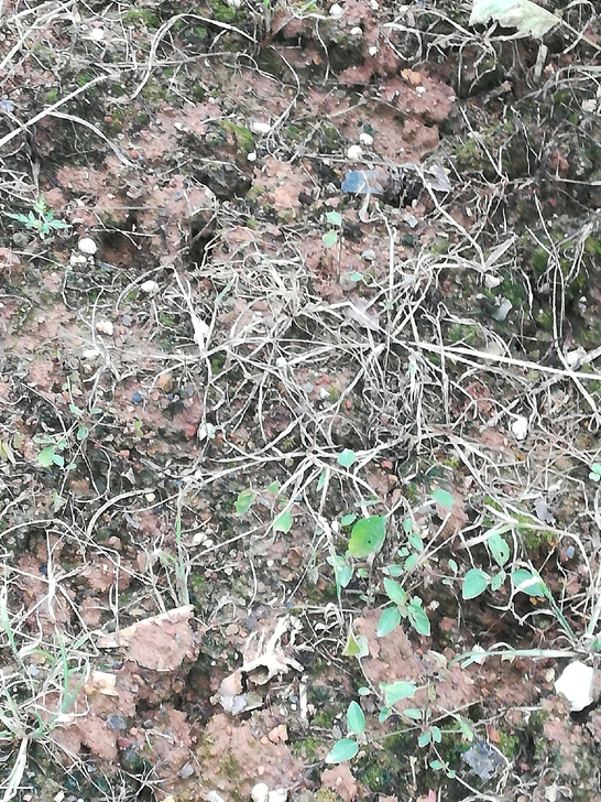 新发现新品种化石