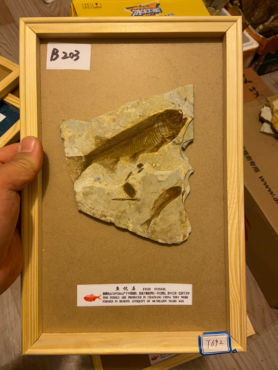 鱼化石狼鳍鱼化石标本古生物化石科普