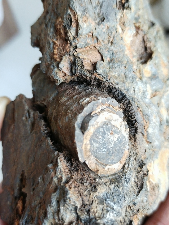 奇石~(化石)~自己山上捡的化石,纹理特别...