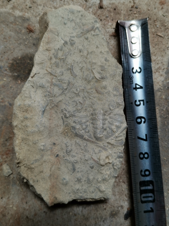 古生物化石  燕子石   纯天然没有任何加...