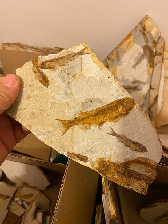 辽西狼鳍鱼化石 中国辽西化石 化石标本 商...