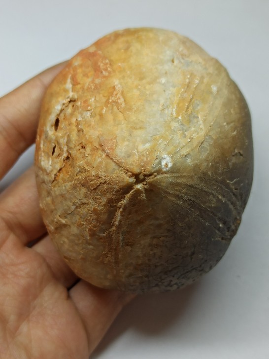埃及 海胆 化石 古生物化石