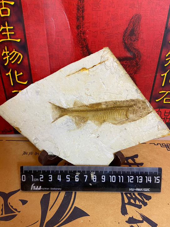 中华狼鳍鱼 辽西古生物化石 鱼化石
