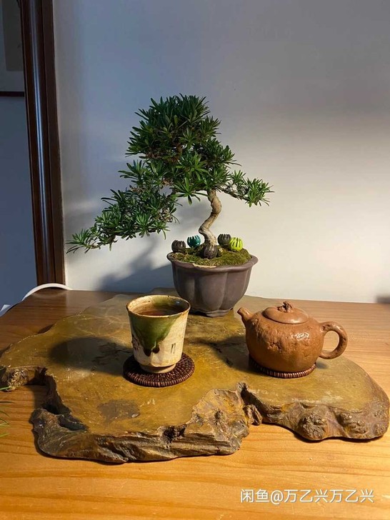 日本回流原木树瘤大板 尺寸48##amp；...