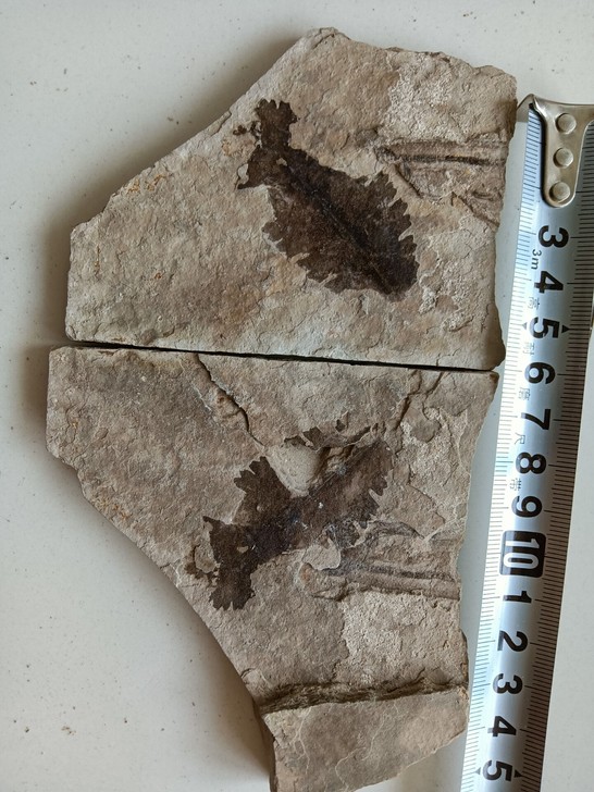 一对植物化石无描化适合收藏馈赠朋友。科普标本