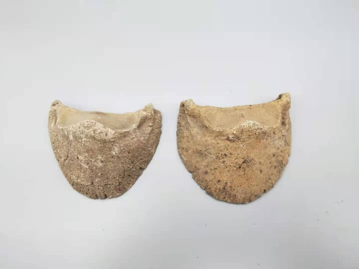 古生物化石，驴蹄，石化，辟邪之物，一组出，...
