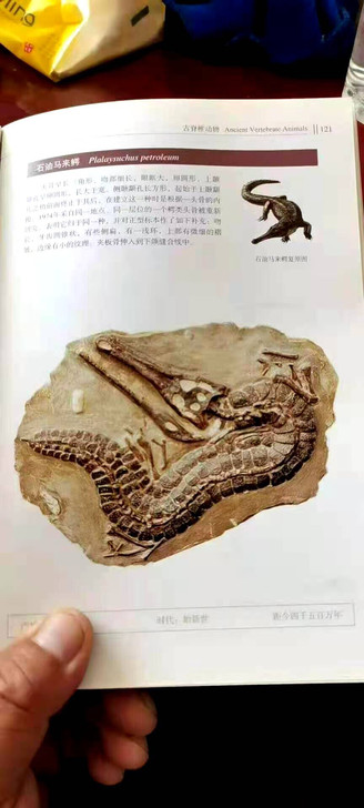 远古化石。各种种东西都是缅甸过来的。只有你...