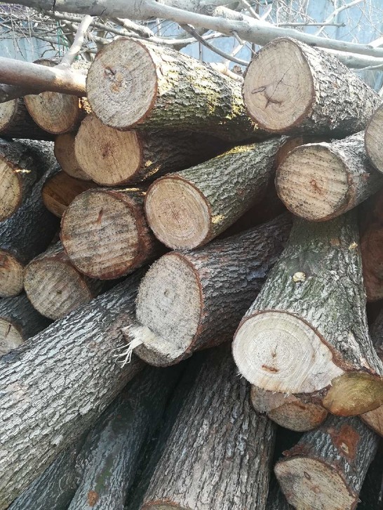 自家生长在山上的香樟，直径10公分左右。特...