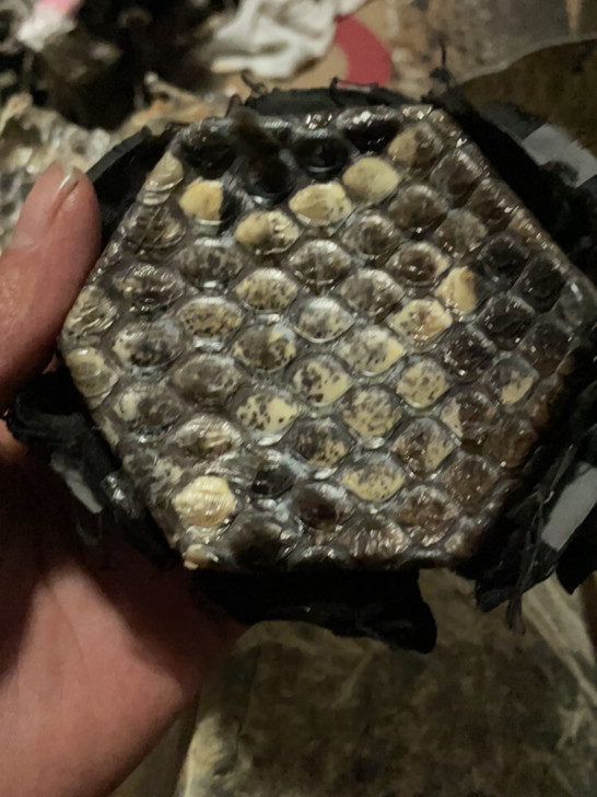 二胡蒙皮纯手工蒙皮,大鳞片专业演奏级用不到...