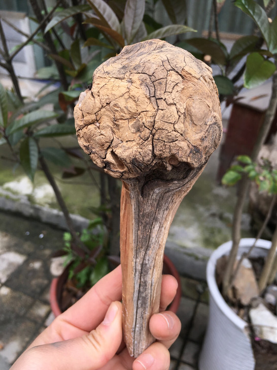 崖柏# 千年崖柏  崖柏毛料  全陈化崖柏...