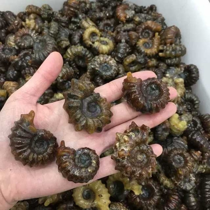 马达加斯加羊角螺化石马达加斯加羊角螺化石玉...