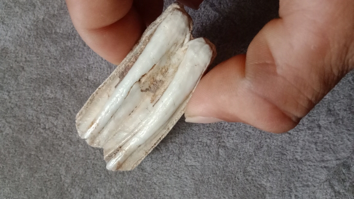 不知名动物化石38元包邮