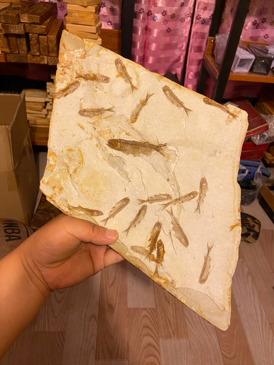 精品鱼化石群鱼化石狼鳍鱼标本礼品收藏科普