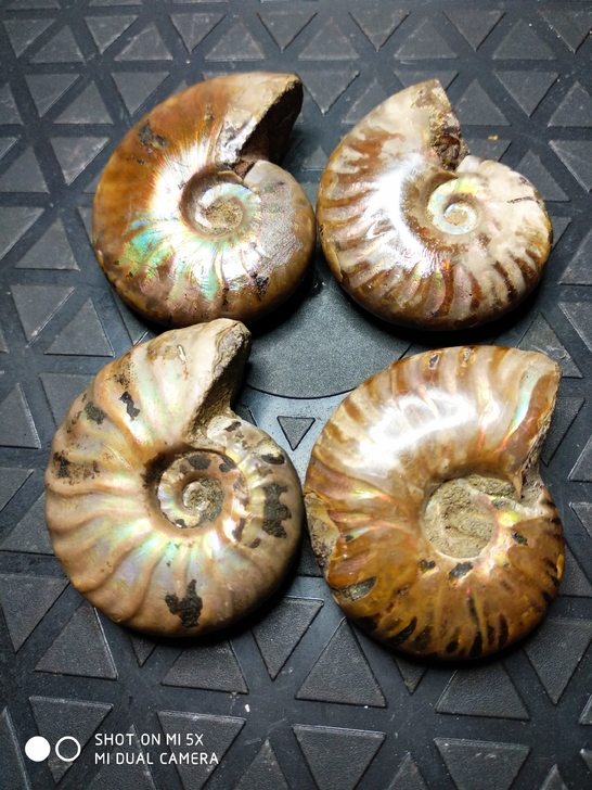 马达加斯加天然古生物菊石斑彩螺化石，尺寸4...