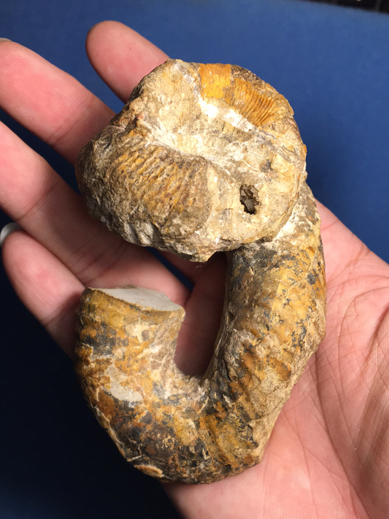 带晶洞的异形菊石化石/日本菊石