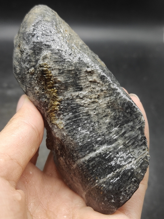 奇石~（指纹化石）自己捡的石头，疑是化石，...