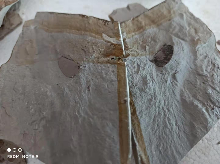 松树籽化石原石