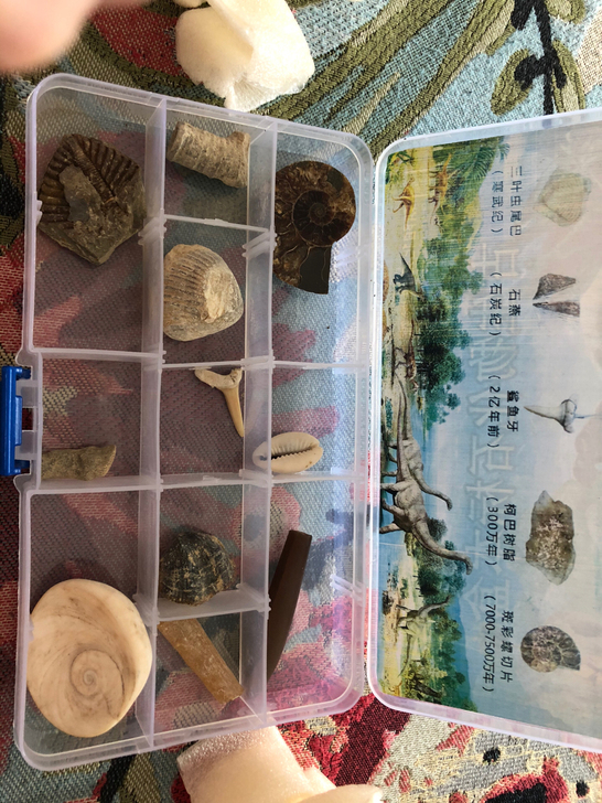 都是基本上全新，玩具，古生物化石学校奖励。...