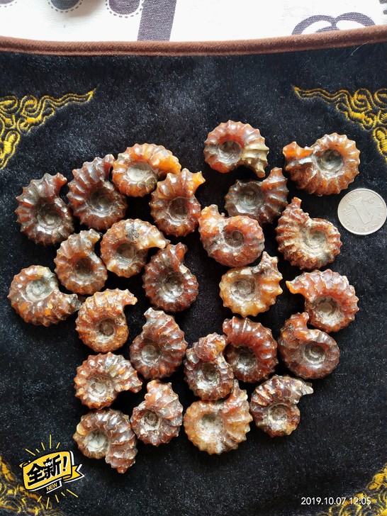 菊石化石 风水螺 羊角螺 窦唯雷菊石摆件