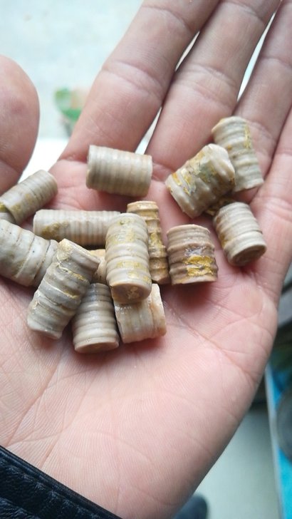 古生物化石标本，海百茎