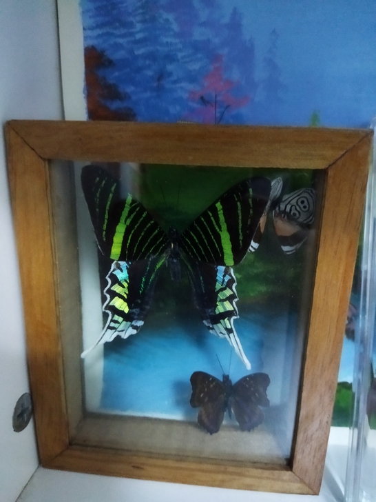 月亮蛾子加上俩国外数字蝶