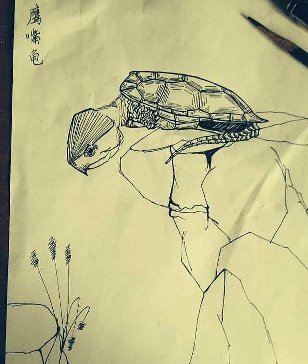 懂得来个人转让鹰嘴龟模型雕刻，鹰嘴龟油画，...