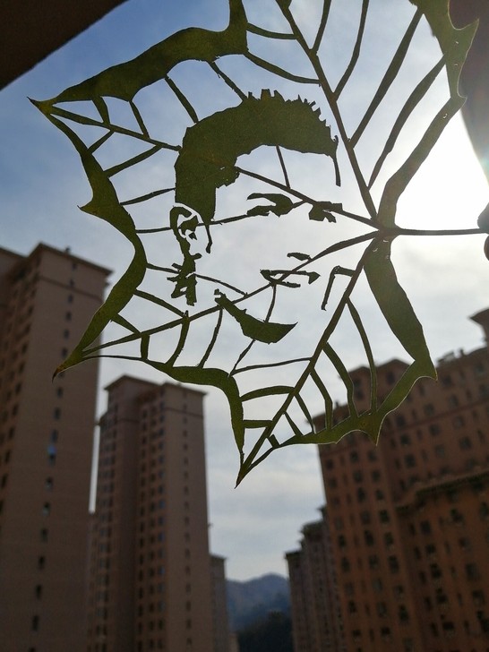 C罗 绿叶雕刻画，送相框。支持所有球星定制。