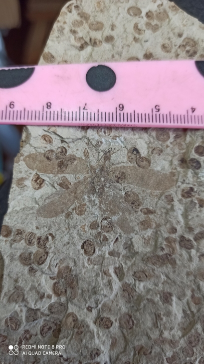 蜚蠊化石标本 昆虫化石