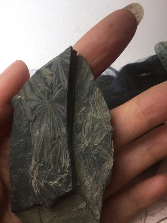 轮叶化石二叠世植物化石包邮