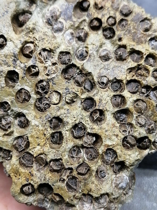 奇石～（管状化石）自己捡的，像一根根排列整...